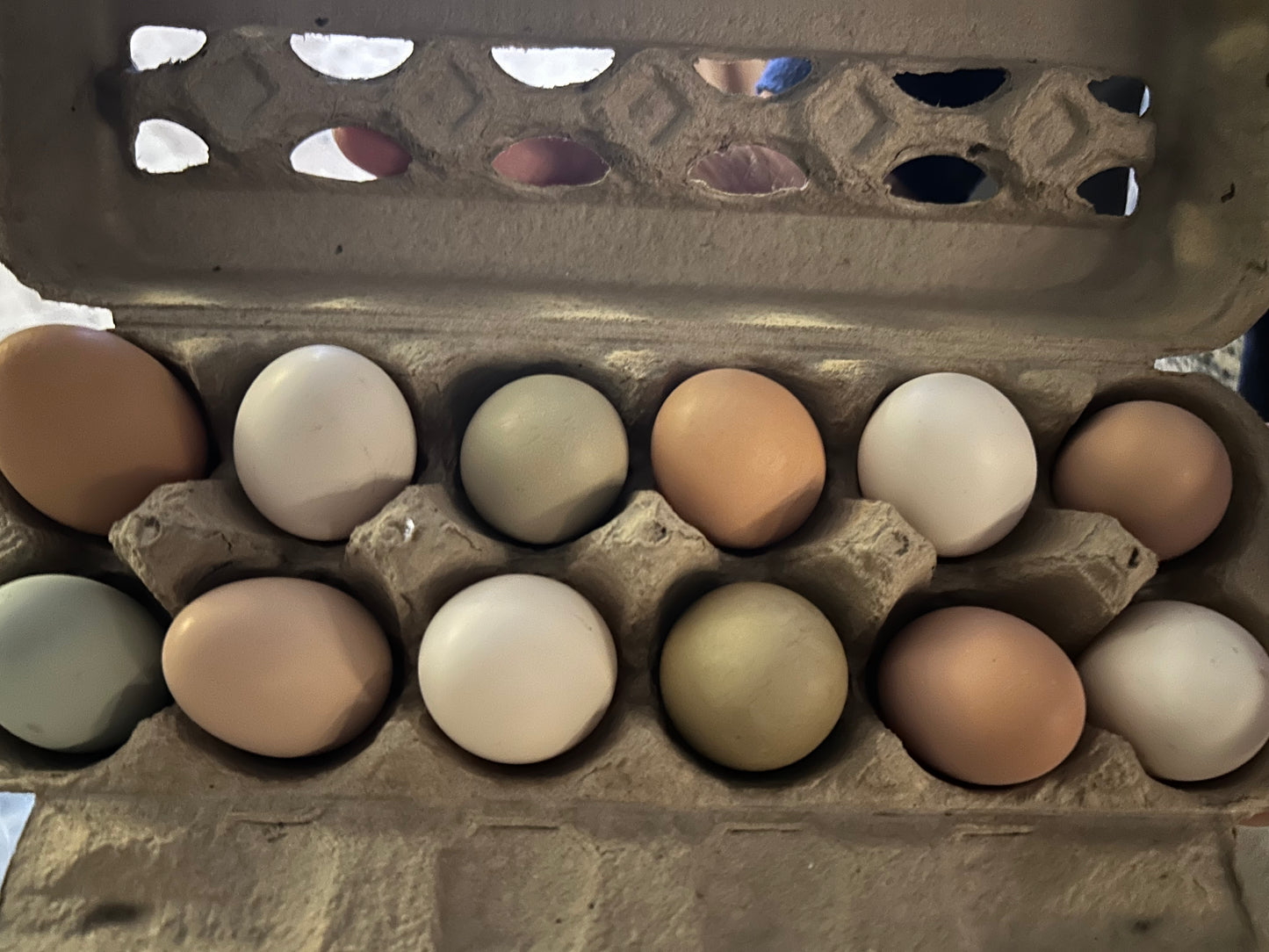1 Dozen Eggs- Pickup Only