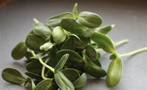 Sunflower Microgreens