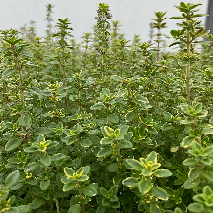 Lemon Thyme