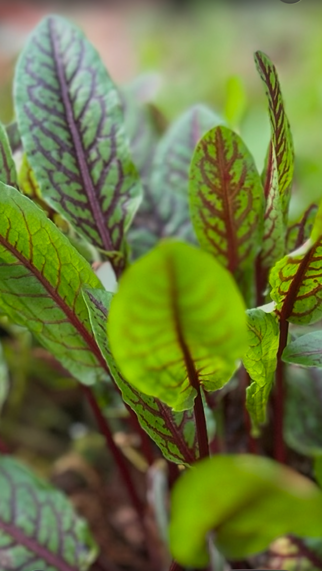 Red Veined Sorrel