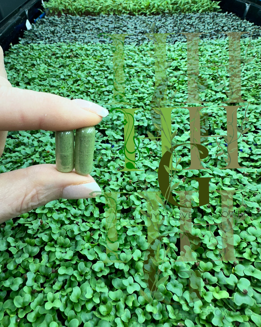 Healthy Harvest Growers photo 2