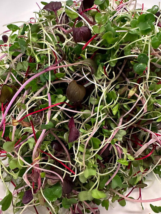 Large Microgreen Mix- Artisan Blend (includes spicy)
