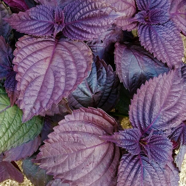 Purple Shiso